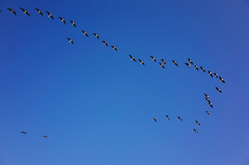 Zugvögel fliegen in einer Formation in eine Richtung.